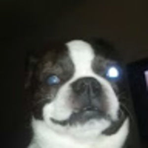 Meet your Posher, Myron